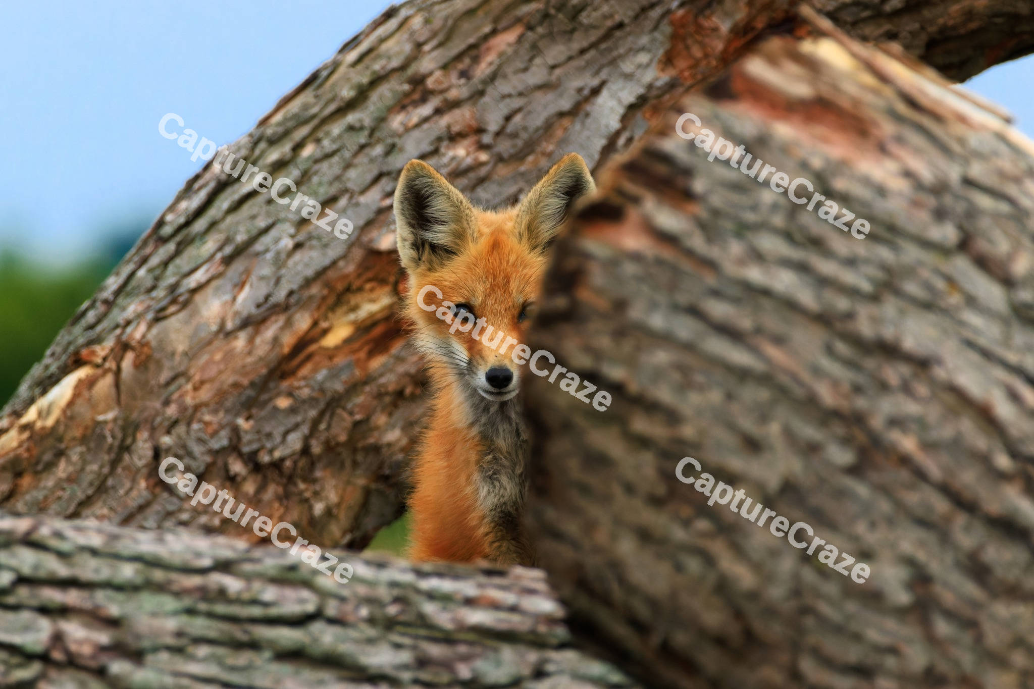Fox hiding on the logs